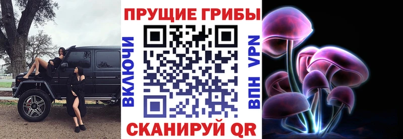 Псилоцибиновые грибы Cubensis  Сураж 